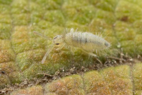 Entomobrya lanuginosa